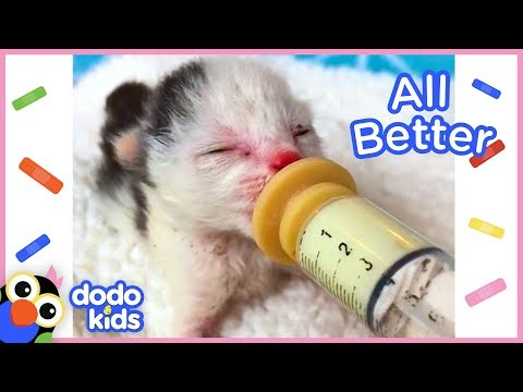 All Better Starlight — Help Starlight The Kitten Get Well Again! | Dodo Kids: All Better