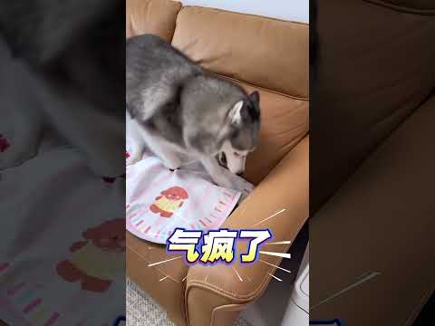 戒娃的第一天，贝贝出现了严重的戒断反应…… #二哈贝贝 #带娃#爱吃地瓜的贝贝 #戏精二哈 #带娃日常