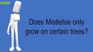 Does Mistletoe Only Grow On Certain Trees