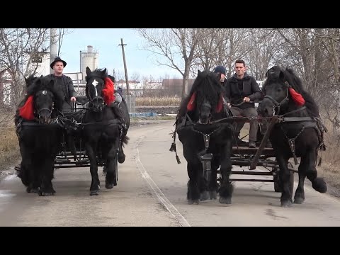 Caii baietilor de la Sibiu, Romania - 2021 Nou!!!