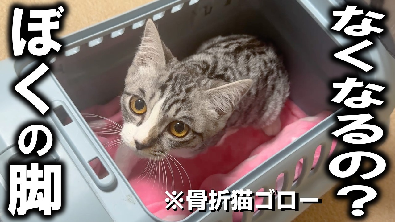 事故で脚を骨折した猫ゴロー、断脚手術でどこまで残る…？【プンプンのトライアル速報】