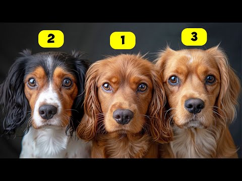 SPANIEL TYPES - 10 TYPES OF SPANIELS