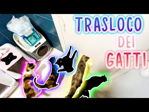 PORTIAMO I GATTI NELLA NUOVA CASA!!! 😱 Reazione PAZZESCA!