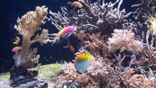 preview picture of video 'Oceanographic Museum Monaco 1080p HD'