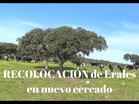 RECOLOCACIÓN DE TOROS BRAVOS. Los Erales para Utreros.