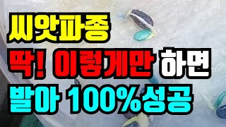씨앗 발아100%성공 씨앗 발아시켜 파종했어요 이렇게만하면 발아 잘되니 꼭 해보세요