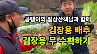무농약 재배로 키운 김장용 배추 / 김장용 무 수확하기 / 올해 배추농사 성적은?