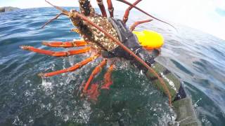 preview picture of video 'Easter Diving - Great Barrier Island NZ 2015'