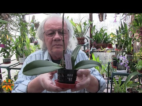 My Sunday Orchid Chat - Why Do You Think You Are a Beginner ?