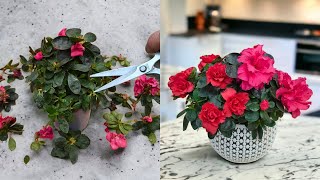 👍🔥 Erstaunlich! Je mehr Zweige Sie abschneiden, desto mehr Blüten entstehen!