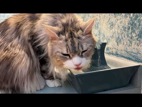 Maine Coon Using His Pet Fountain