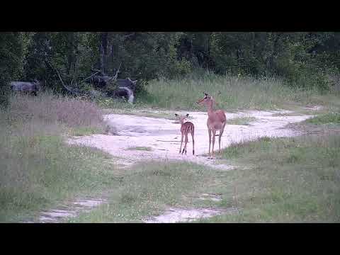 Djuma: Impala female and lamb - 05:58 - 11/22/2022