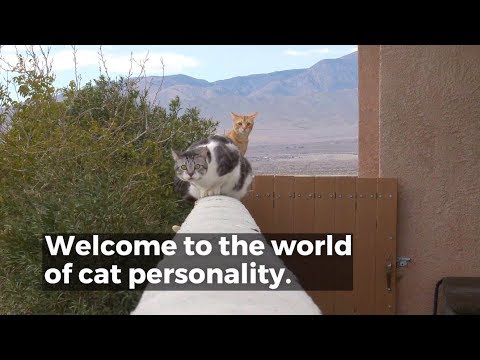 Cats have personalities too