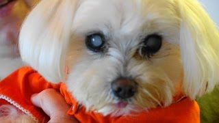 Ariel 24 hours after cataract surgery.