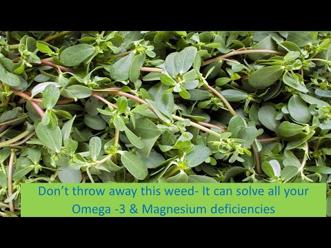 Purslane - A weed worth millions of dollars | Magnesium rich superfood - How to use it in salads
