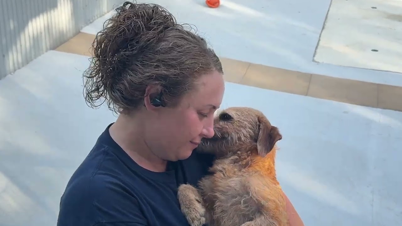 Enlarge Quincy, a Adopted mixed breed in Geneva, IL video 2/5