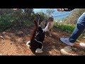 Tuxedo Cat Attacks The Other Cat When I Pet Him