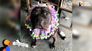 Pit Bull Rescued From Dogfighting Slowly Turns Into The Happiest Pup | The Dodo Pittie Nation by The Dodo