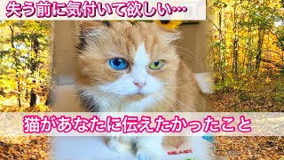 【大切な命】失う前に気付いてほしい…あなたは猫に愛されています  愛猫が好きな人にする行動