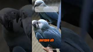 RICHARD RASMUSSEN FALA DA EXTINÇÃO DA ARARINHA AZUL #richardrasmussen #ararinhaazul #arara #azul