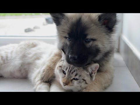 Funny Dogs and Cat | Funniest Pets | Anusha HW channel