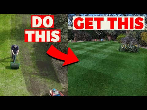 Renovating my lawn from start to finish // Cut short, seed, soil and feed