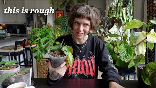 my plants that are STRUGGLING 💀🌿