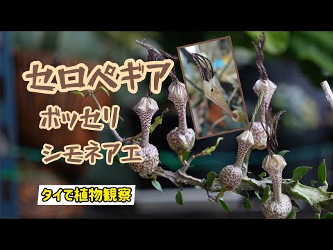 園芸 スタペリア形のセロペギア