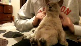 Poke at Violet's tummy all day. You'll get a half-meow at best.  