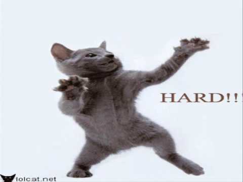 Party hard cat