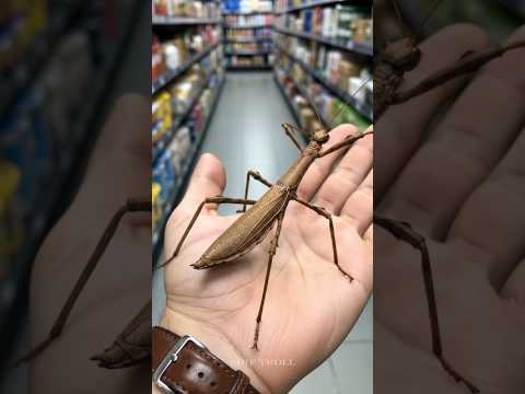 Animals Small To Big Transformation! 💀