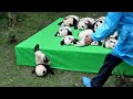 AWW SO CUTE BABY PANDAS Playing With Zookeeper Funny Baby Pandas Baby Panda Falling