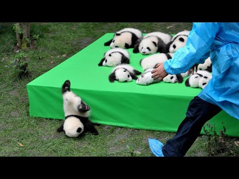 Видео: Панды-милашки