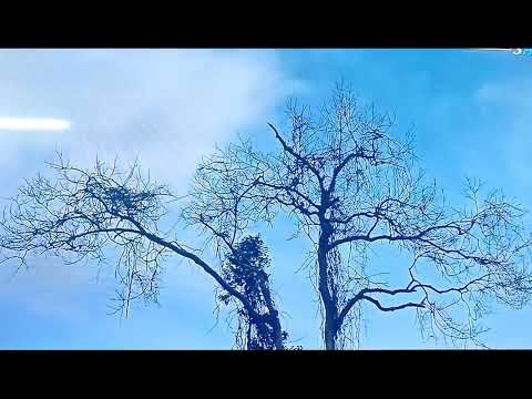 Thể hiện bởi Hoài Mỹ