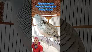 Download lagu Kutut Lokal Gacor 2025 #perkutut #burung #perkututlembur #prekututlokal mp3