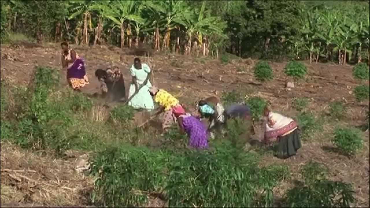 Introducing South-South and Triangular Cooperation