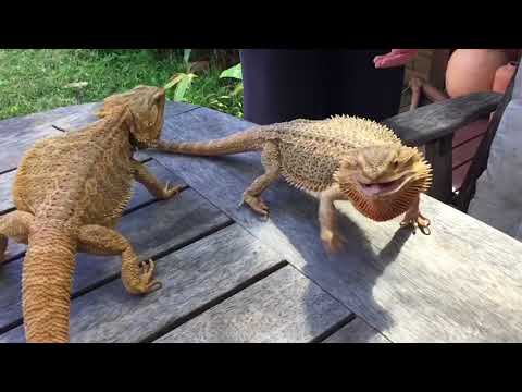 Bearded Dragons Fighting HD Slo Mo