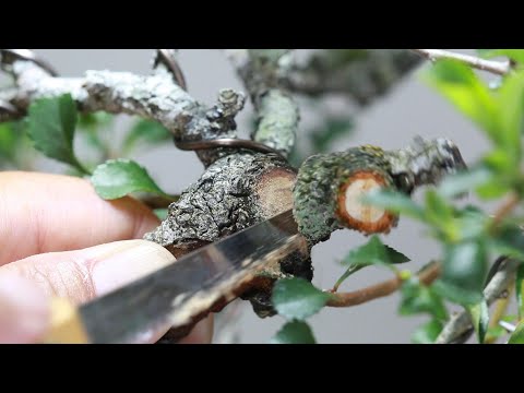 梅・梅の木 植物