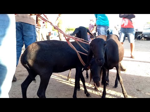 Feira de Ovelhas, Rações Venturosa Pe.10/03/26