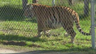 Rescued tiger gets new home in North Texas
