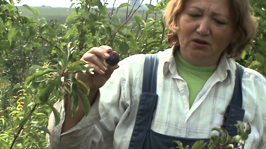 Слива китайская Чемальская синяя