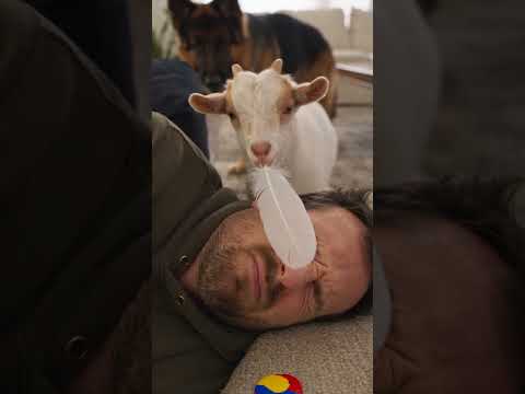 Macho & Nacho are back with another unexpected adventure! 🐶🐐😂