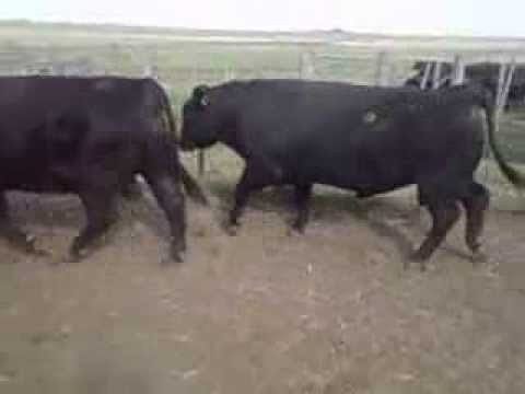 Toros EL PALENQUE 023