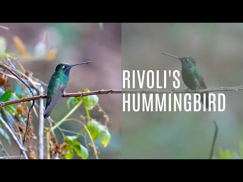 Rivoli's Hummingbird (Eugenes Fulgens)