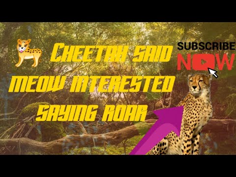 Cheetah Said Meow Interested Saying Roar I Yaksha TV