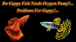 Do Guppy Need Oxygen Pump And Problems?... / Fish Aquarium Tamil