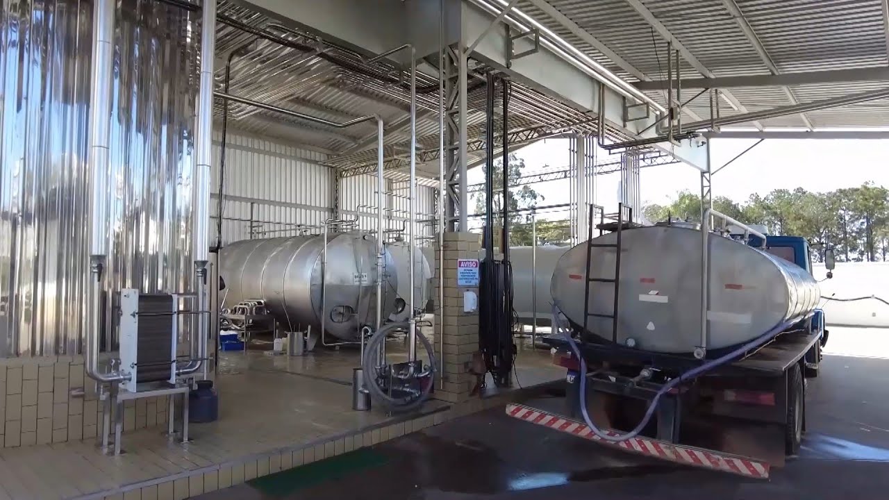 Entenda todos os processos de produção do leite antes de chegar a sua mesa