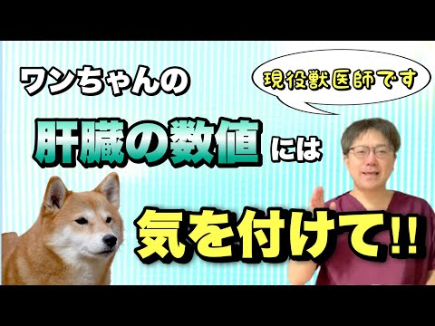 犬の肝炎 - 症状と治療法