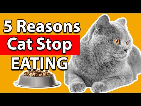 Reasons why cat might stop eating- What you can do about it