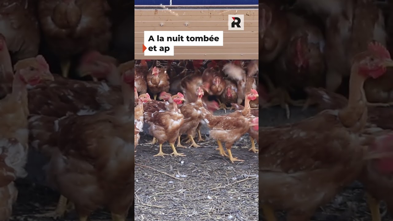 E-Doggy : Le chien robot qui rentre les poules !